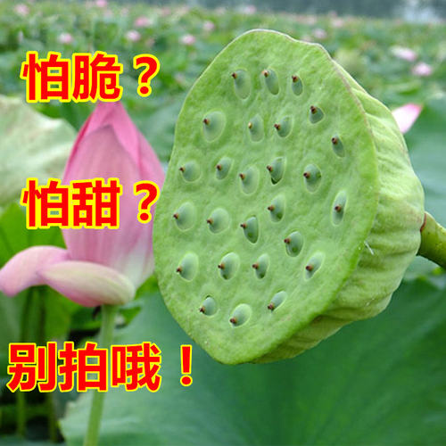 莲蓬新鲜现货莲子生吃现