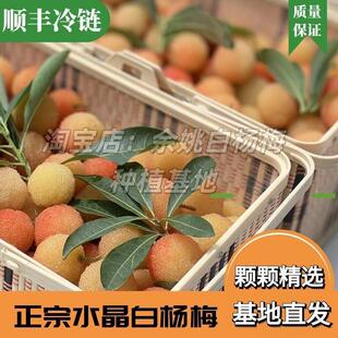 稀有品种二都水晶白杨梅余姚新鲜杨梅农家孕妇水果应季现摘现发