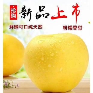 10斤包邮烟台新鲜黄元帅 黄蕉 粉面苹果 老人宝宝辅食 食用农产品