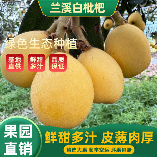 兰溪穆坞白枇杷新鲜现摘