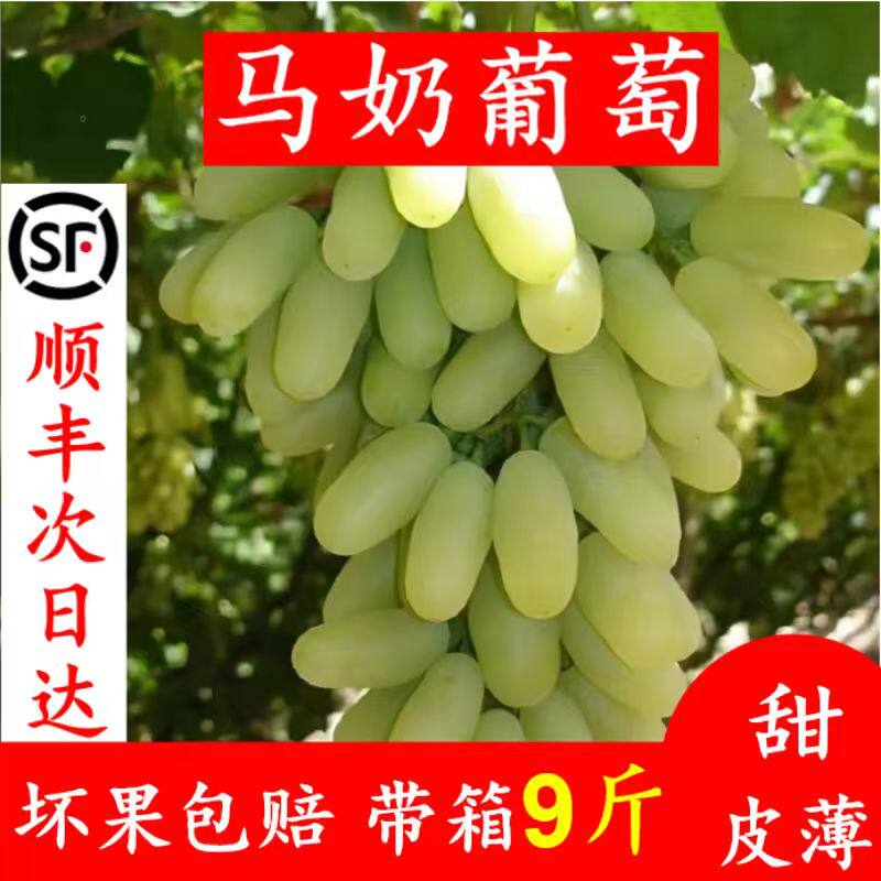 白马奶葡萄宣化牛奶葡萄新鲜当季水果整箱9斤顺丰空运非无籽青提
