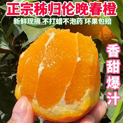 正宗湖北秭归伦晚脐橙当