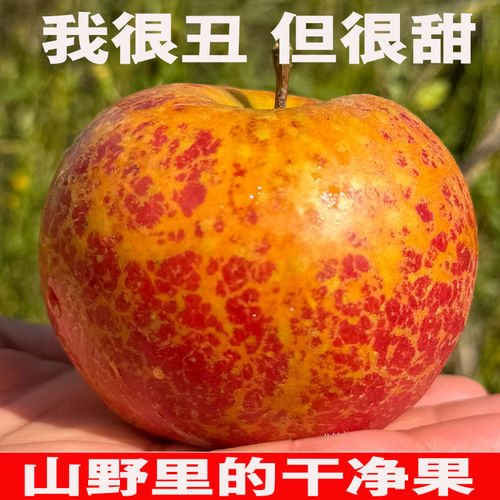 2025正宗云南昭通糖心丑苹果新鲜水果现摘当季整箱富士非大凉山