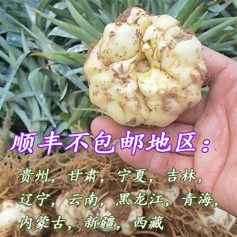 2025宜兴新鲜百合5斤2500g包邮苦味纯农家食用大白合3斤2斤百合