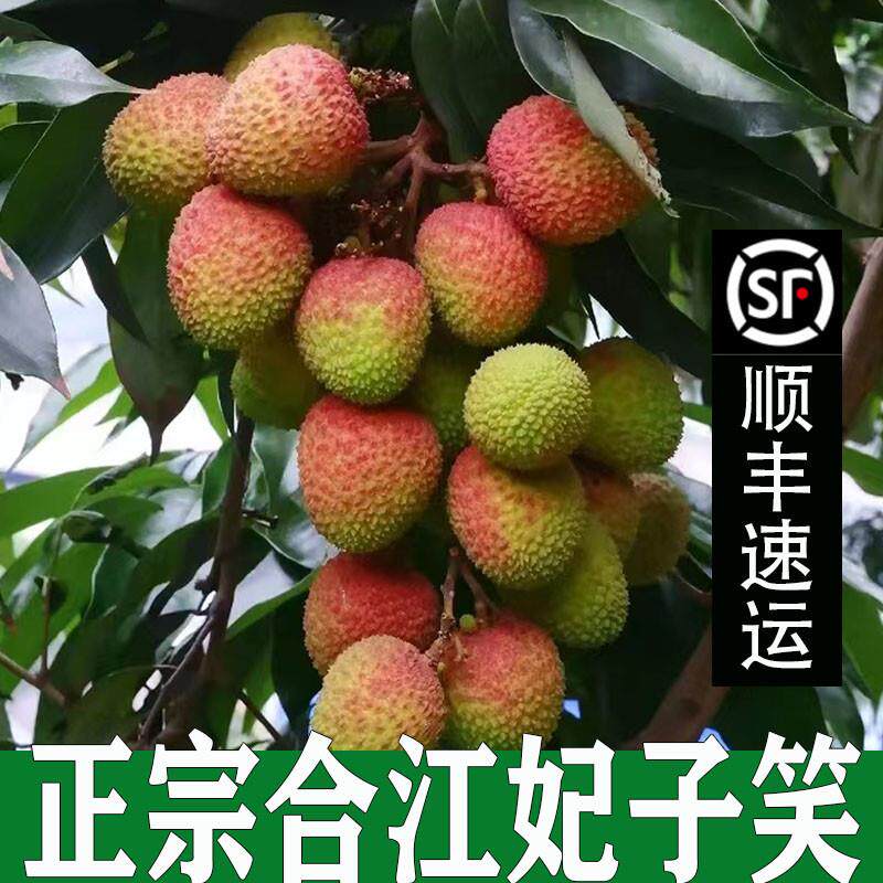正宗四川泸州合江早熟荔枝妃子笑荔枝新鲜新鲜水果5斤装现摘现发