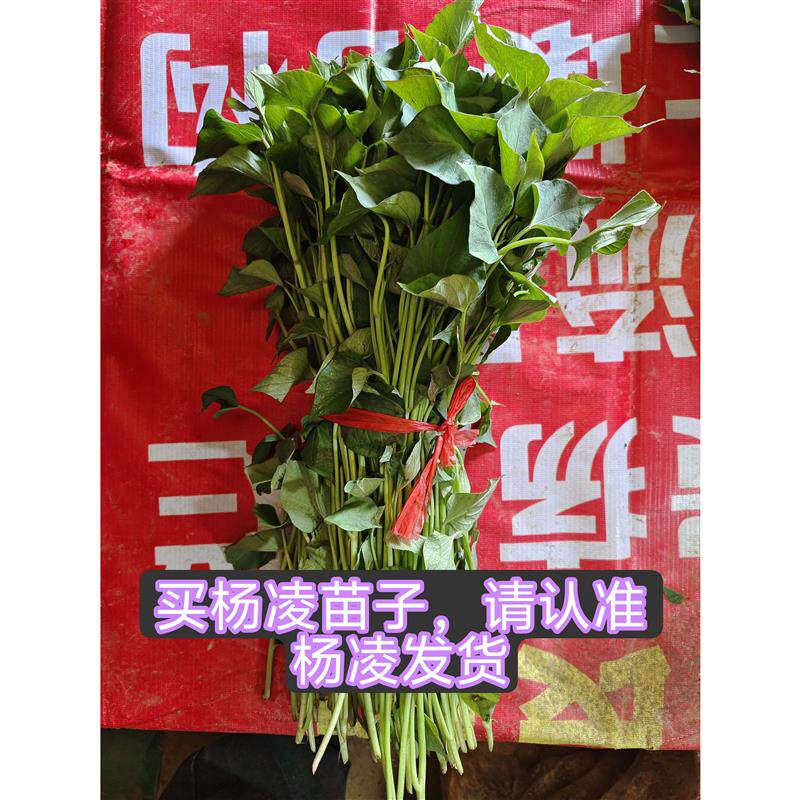 杨凌脱毒红薯苗高剪秦薯五号板栗薯红薯秧无根无根