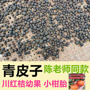 正宗四川青皮子陈老师红橘幼果大红袍小柑胎小青柑手串108颗手錬