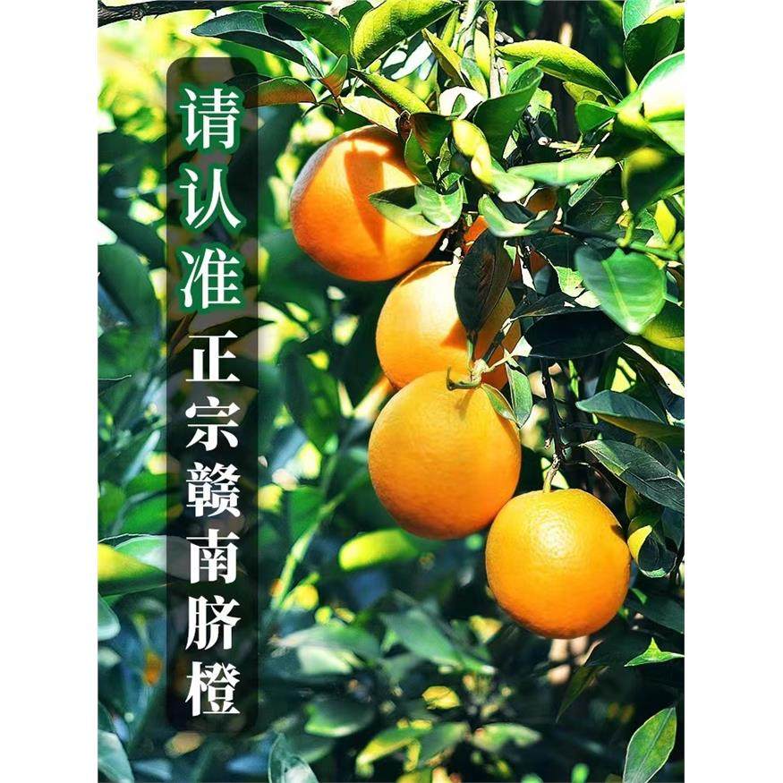 正宗赣南脐橙9斤橙子应当季水果新鲜包邮赣州果冻橙手剥冰糖甜橙,包装,水果包装,淘宝优惠券,粉丝福利购,淘宝优惠卷