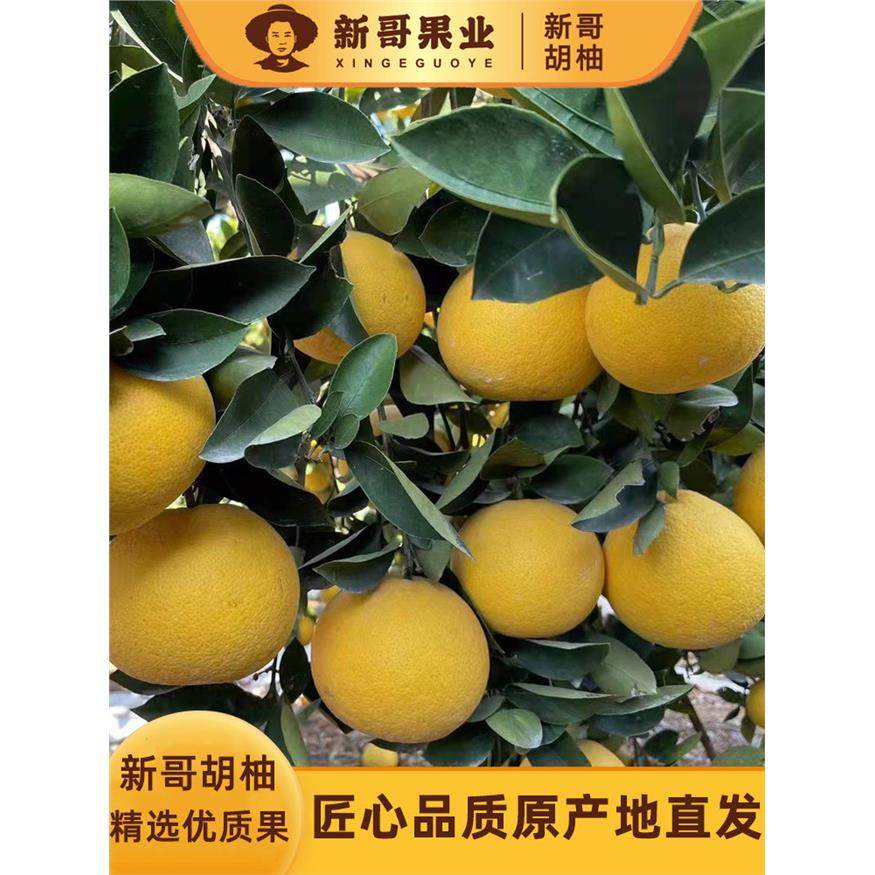 2025正宗常山胡柚新鲜采摘水果老树原产地柚子孕妇水果净重19斤装,包装,水果包装,淘宝优惠券,粉丝福利购,淘宝优惠卷