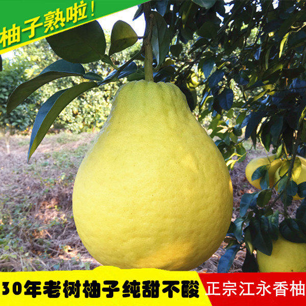 江永香柚湖南永州特产沙田柚纯甜柚子非容县梅州蜜柚新鲜水果包邮,包装,水果包装,淘宝优惠券,粉丝福利购,淘宝优惠卷