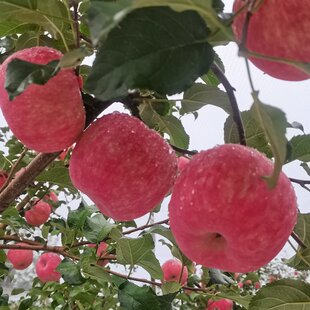 陕西铜川秦脆苹果新鲜水果礼盒及家庭装超市新鲜脆甜多汁包邮