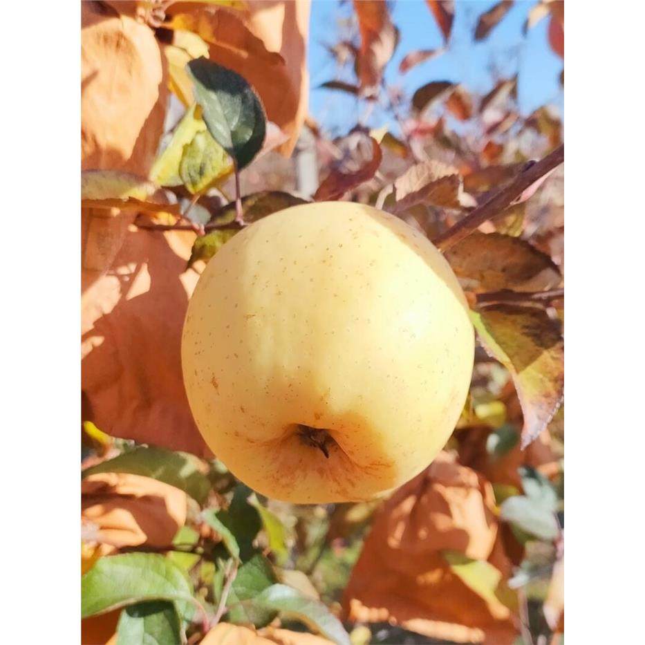 烟台正宗维纳斯黄金苹果新鲜水果当季整箱孕妇山东脆甜奶油糖心丑,包装,水果包装,淘宝优惠券,粉丝福利购,淘宝优惠卷