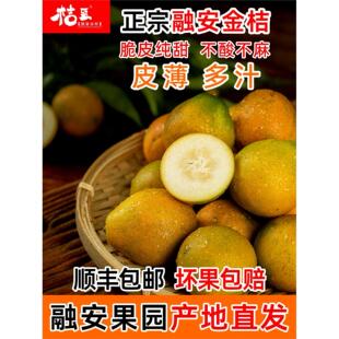 柳州融安脆皮蜜金桔金柑新鲜特级独立包装礼盒正宗广西小金桔金柑