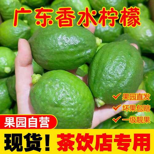正宗广东香水柠檬茂名产