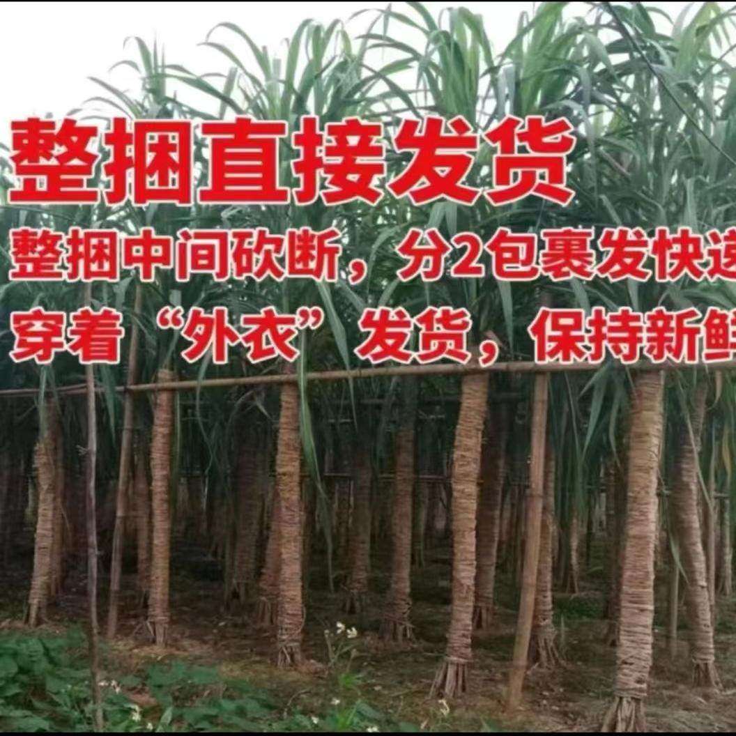 广西白玉甘蔗新鲜水果甘蔗整捆耐留当季玻璃脆孕妇果蔗特产38斤装,包装,水果包装,淘宝优惠券,粉丝福利购,淘宝优惠卷