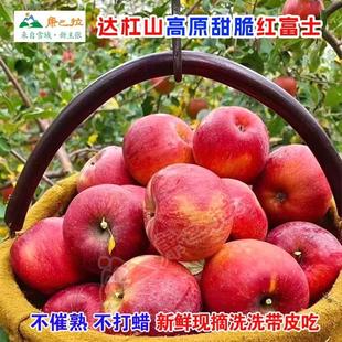 现摘康定达杠丑苹果高原生态脆甜红富士新鲜孕妇水果新年礼非盐源
