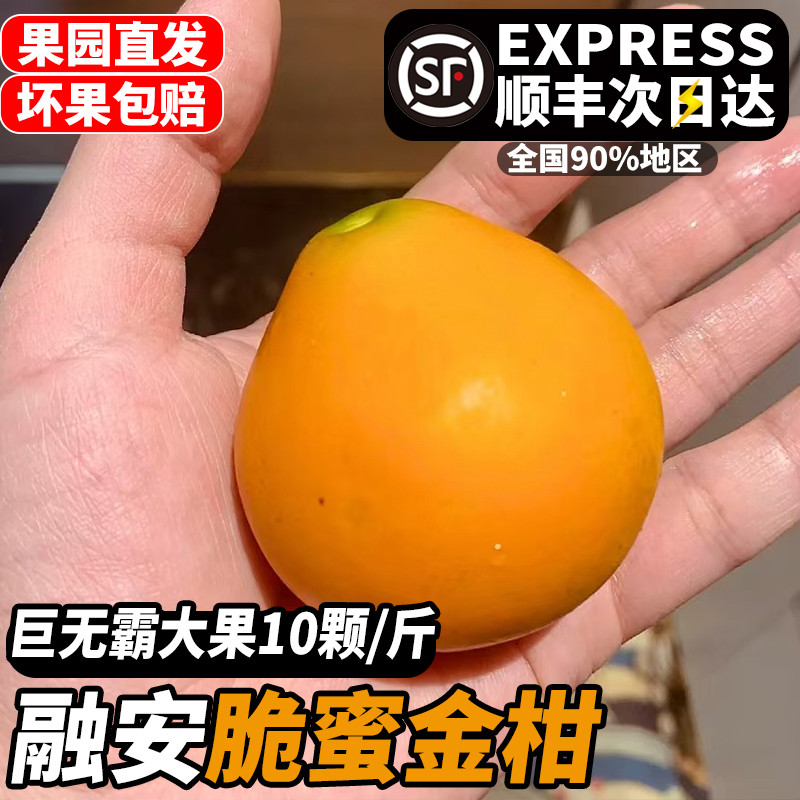 正宗广西融安脆密金桔产地直发现摘新鲜水果顺丰包邮春节礼品送礼