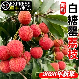 灵山荔枝白糖罂新鲜水果当季整箱妃子5笑桂1味白糖糯米广西特产