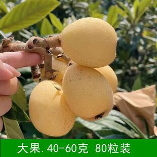 大果果园直发现摘新鲜水果宁海一市白枇杷果白玉白沙东山琵琶塘栖