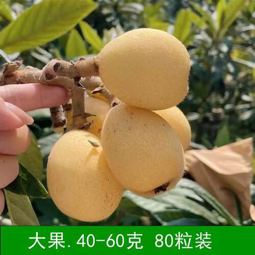 大果果园直发现摘新鲜水果宁海一市白枇杷果白玉白沙东山琵琶塘栖