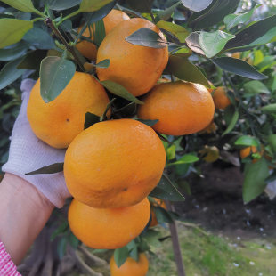 四川蒲江新鲜水果柑平甘平8.8斤净重柑子桔子