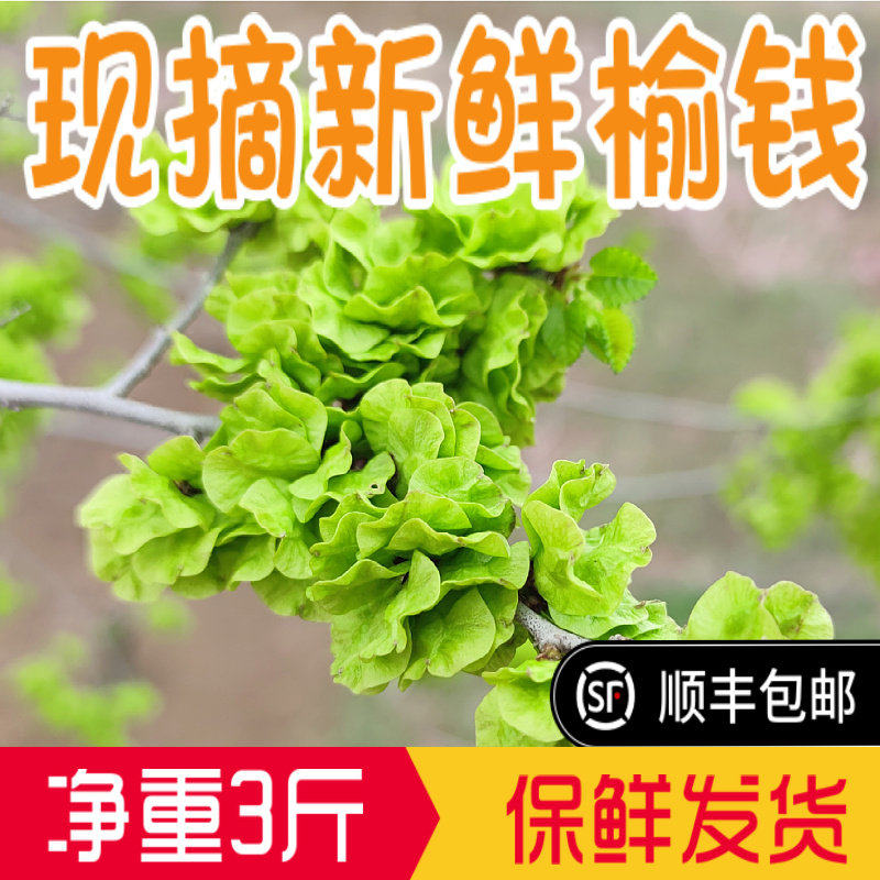 现摘顺丰2026榆钱新鲜3斤现摘孕妇蔬菜野生榆树叶窝窝头槐花河南