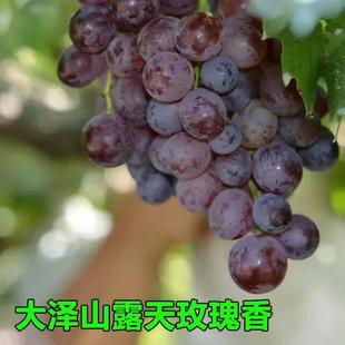 玫瑰香葡萄山东特产平度大泽山新鲜葡萄整箱孕妇水果4斤顺丰