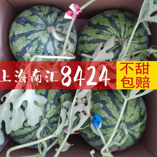 上海南汇头茬8424西瓜薄