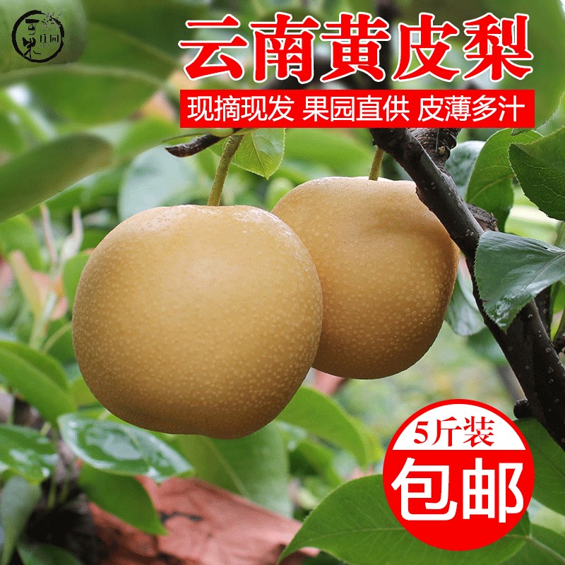 云南高原梨黄皮梨9斤黄花梨酥脆多汁秋月梨新鲜水果包邮圆黄梨子