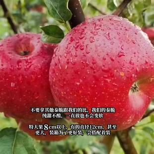 云南宁蒗冰糖心丑苹果2700米高原新鲜多汁果香浓郁10斤特大果礼盒