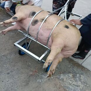 加厚加筋杀猪架多功能杀猪车杀猪台屠宰猪时固定神器家用推车设备