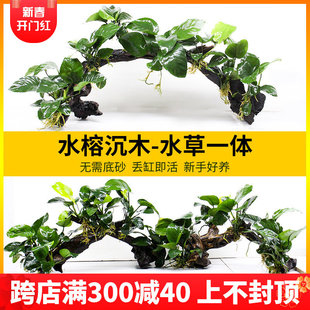 鱼缸造景沉木水草大叶水榕水培植物阴性真草全套大缸榕树装饰