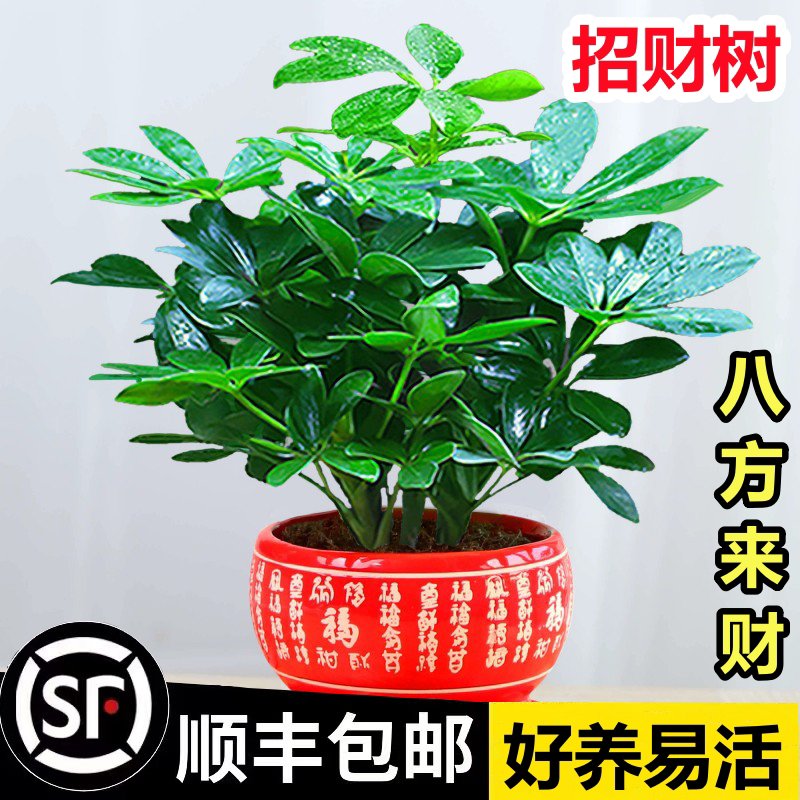 鸭脚木盆栽绿萝箩植物室内花水培绿植四季常青好养发财树吸除