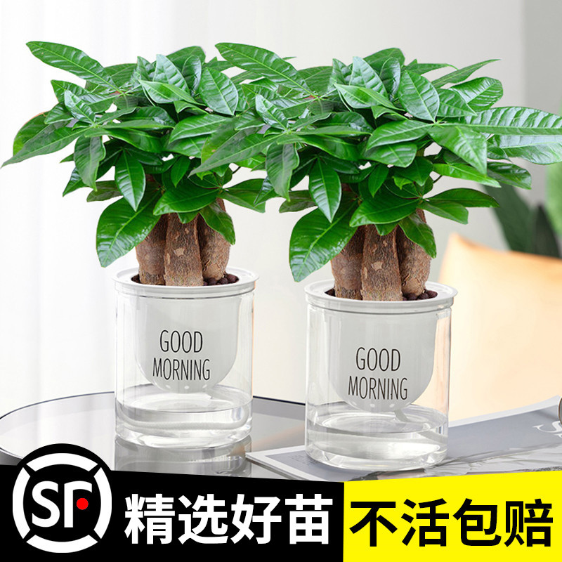 水培发财树小盆栽植物办公室内三杆原生招财好养盆景花卉绿植