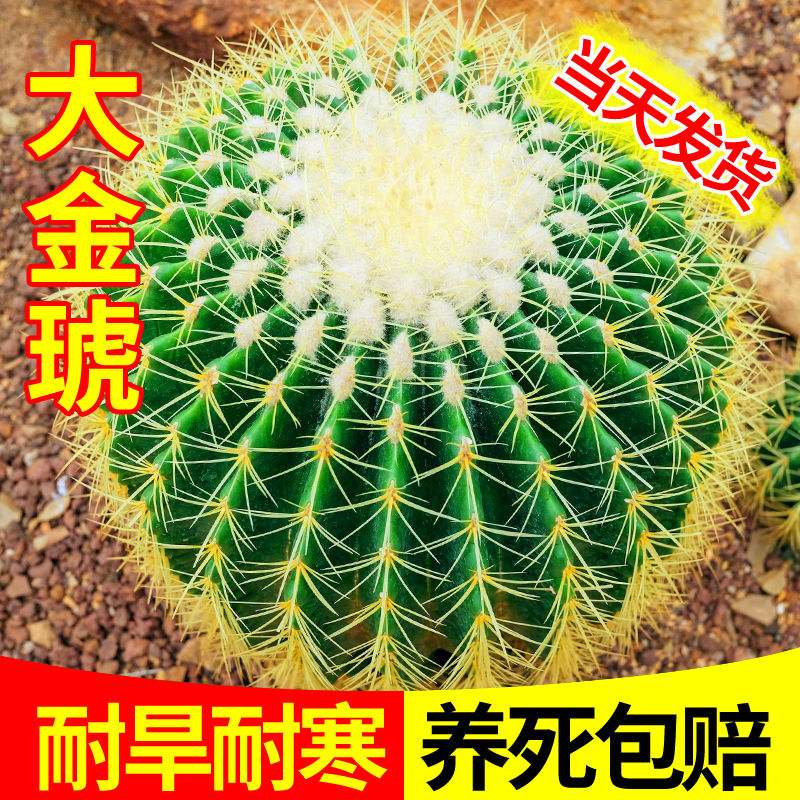 金虎仙人球仙人掌金琥办公室内盆栽盆栽超大号金冠植物大颗好
