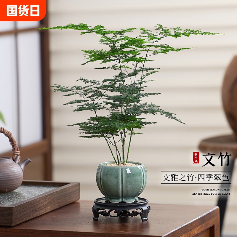 文竹盆栽植物室内花卉盆景客厅办公室桌面小绿植好养云竹四季常青