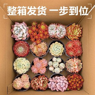 壹分皿大盆多肉植物带盆带土精室内盆栽大颗好养大株肉肉绿植