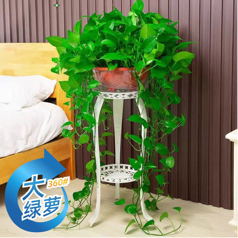 360#长藤绿萝盆栽植物室内绿植吸甲醛净化空气大盆花架土水培绿箩