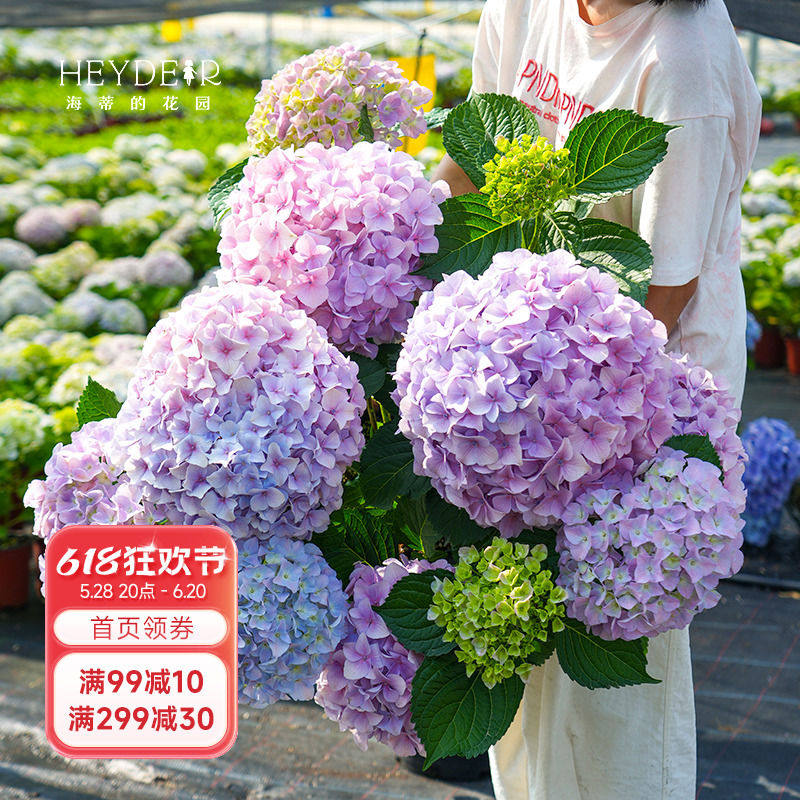 海蒂的花园绣球花盆栽花苗大海蓝薄荷拇指地栽阳台花园庭院植物