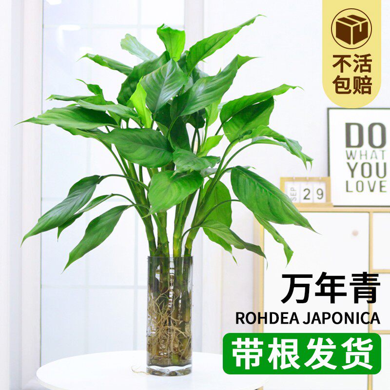 万年青盆栽水培植物室内四季常青大叶绿萝富贵竹好养净化空气客厅