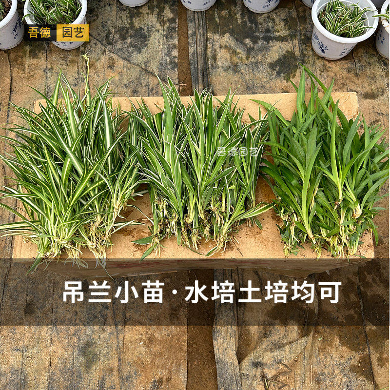 金边金心青叶吊兰小苗水培土培室内庭院景观桌摆省事好养净化