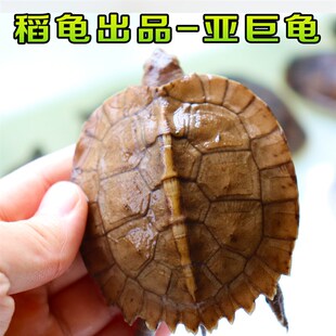 亚洲巨型龟亚巨乌龟观赏种龟苗草龟大型素食吃蔬菜水果半水龟宠物