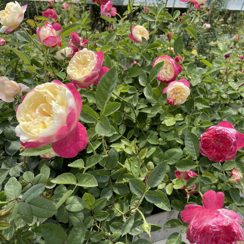 和室 多变色月季花苗丰花包子观花阳台玫瑰花卉盆栽绿植物灌木,鲜花速递/花卉仿真/绿植园艺,月季/蔷薇/玫瑰,淘宝优惠券,粉丝福利购,淘宝优惠卷