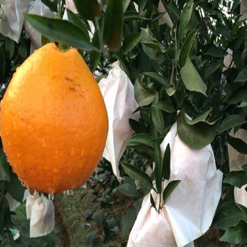 双层防冻柑橘套袋橙子防晒袋红美人防水袋子纸袋沃柑加厚耙耙柑袋,农机/农具/农膜,水果套袋/果袋,淘宝优惠券,粉丝福利购,淘宝优惠卷