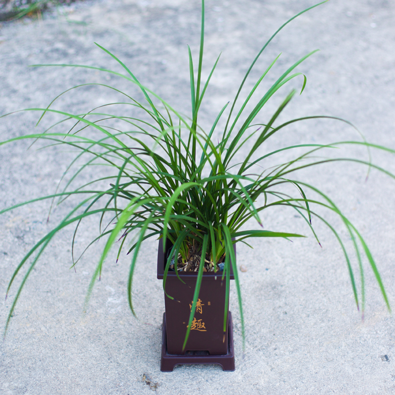 【蕙兰仙绿梅】兰花苗名贵兰草盆栽国兰花卉植物浓香室内阳台好养