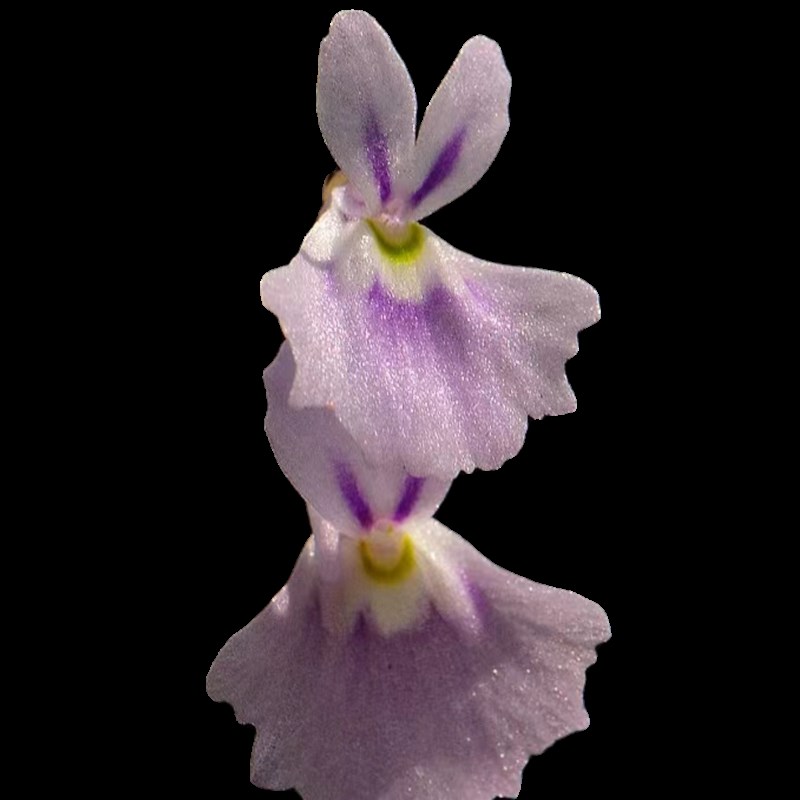 小白兔狸藻苔藓雨林缸微景观办公室水培食虫植物盆栽捕蝇草挖耳草