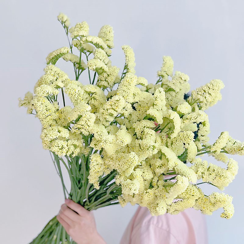 奶油黄色AA级勿忘我鲜花云南直发插花水养可做干花花期长送长辈顺