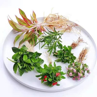 水培植物水养发财树绿萝栀子花文竹室内花卉办公室桌面绿植盆栽