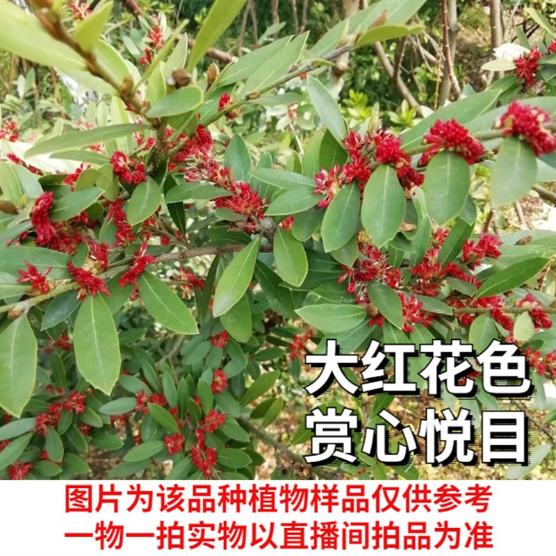 中华蚊母四季常青红花盆景老桩阳台盆栽庭院别墅造景净化空气绿植