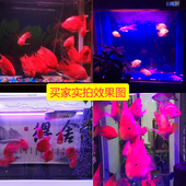 魔红色红鱼灯 防水led鱼缸灯照明红龙罗汉増红增色鹦鹉鱼专用灯管